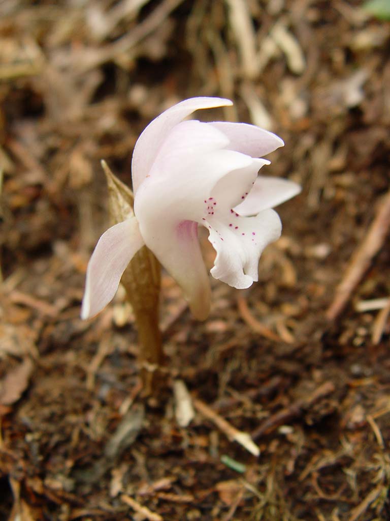 獨(dú)花蘭