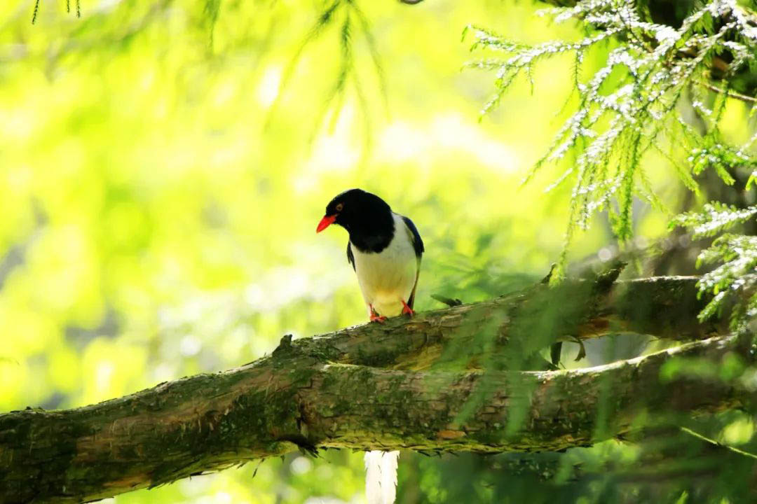 廬山植物園鄱陽(yáng)湖分園：春日里的百鳥(niǎo)朝花