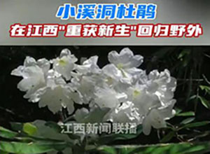 從滅絕到重生！"植物界大熊貓"野外回歸