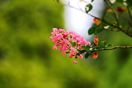 紫薇花開(kāi)紅百日